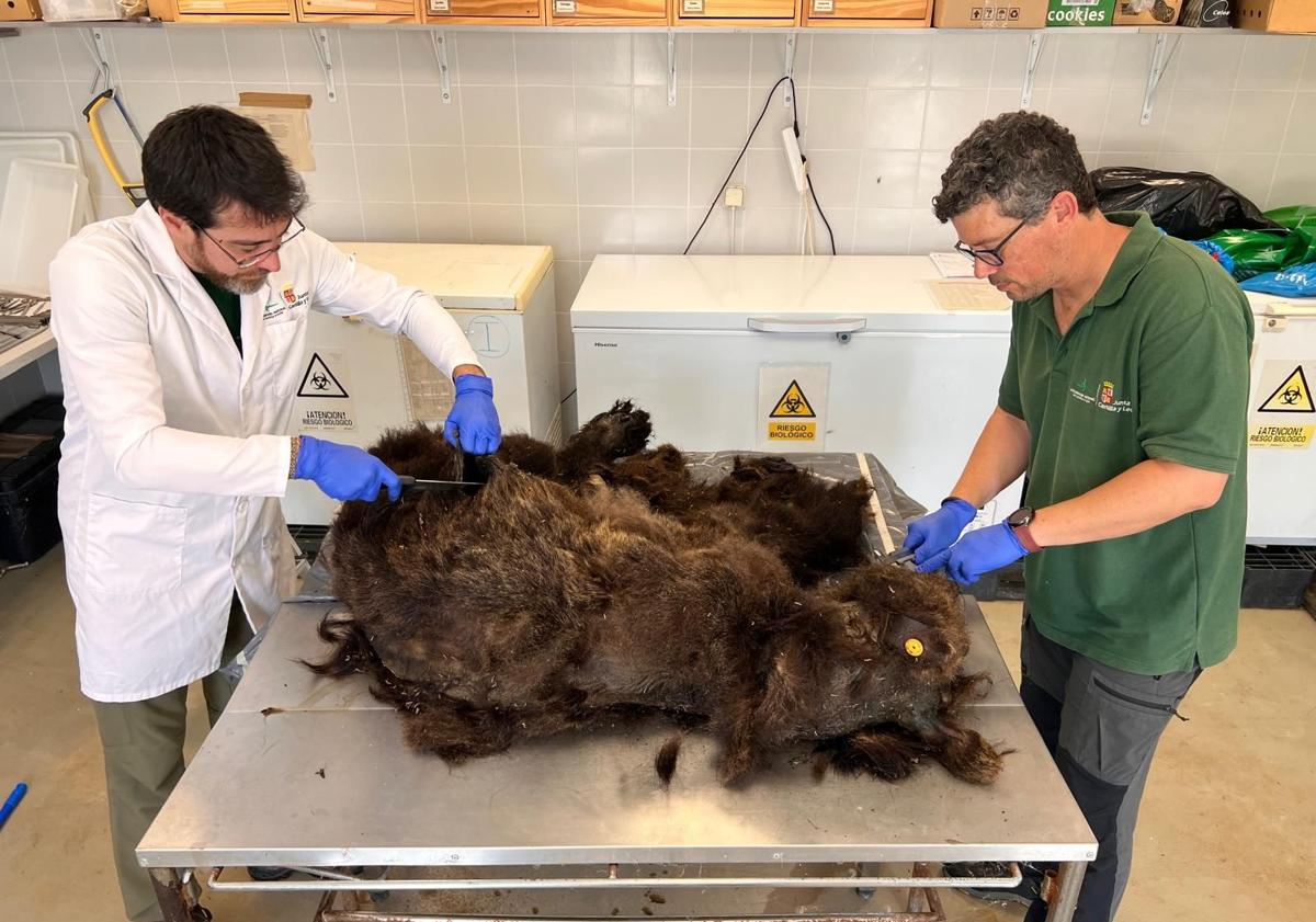 Imagen principal - Restos del animal y autopsia.