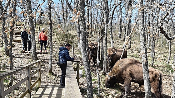 Del carbón al bisonte en San Cebrián de Mudá