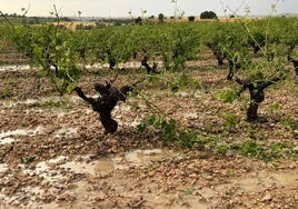 Viñedos con graves daños en Tubilla del Lago (Burgos).