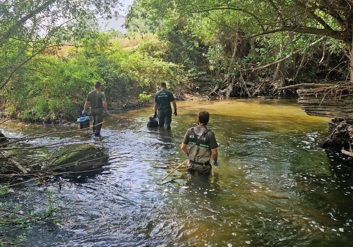 Agentes medioambientales de la Junta de Castilla y León recorren el tramo del Eresma en Segovia tras un caso de mortandad de peces por vertidos.
