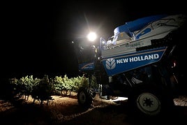 Imagen de archivo de la vendimia en una bodega de DO Rueda