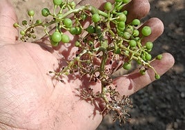 Un racimo afectado por el mildiu en la región.