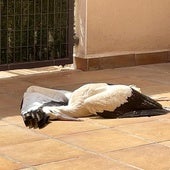 La cigüeña junto a la piscina comunitaria tras impactar contra un edificio.