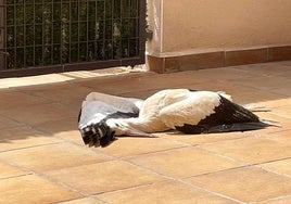 La cigüeña junto a la piscina comunitaria tras impactar contra un edificio.