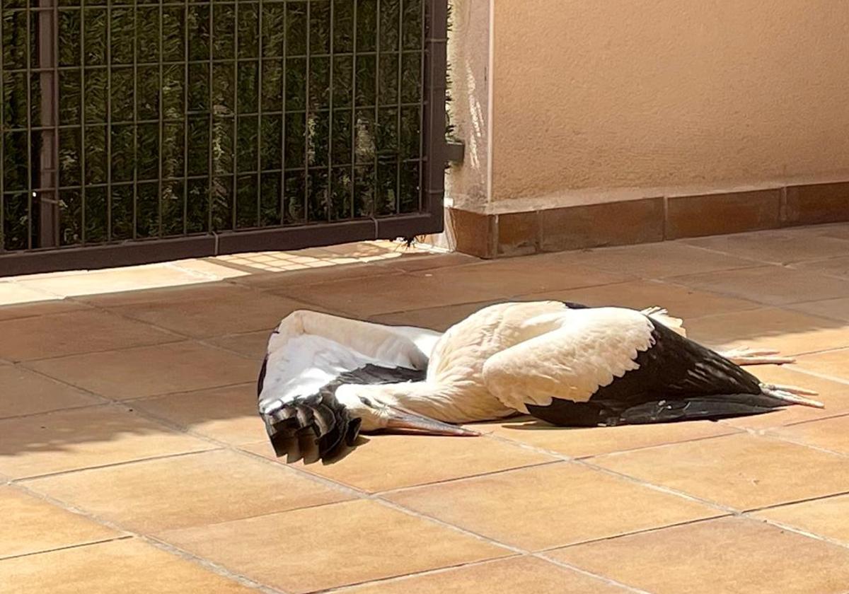 Una cigüeña se estrella contra una vivienda y muere en una piscina de Arroyo de la Encomienda