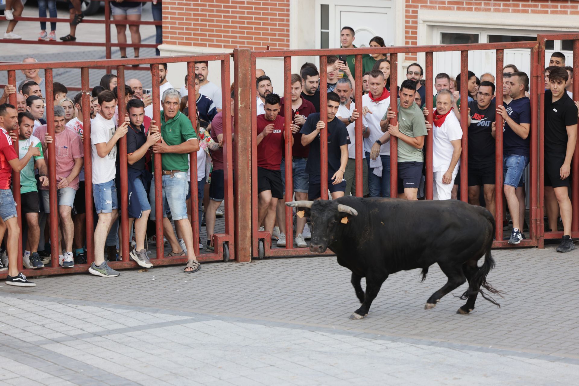 El Toro del cajón de Traspinedo, en imágenes