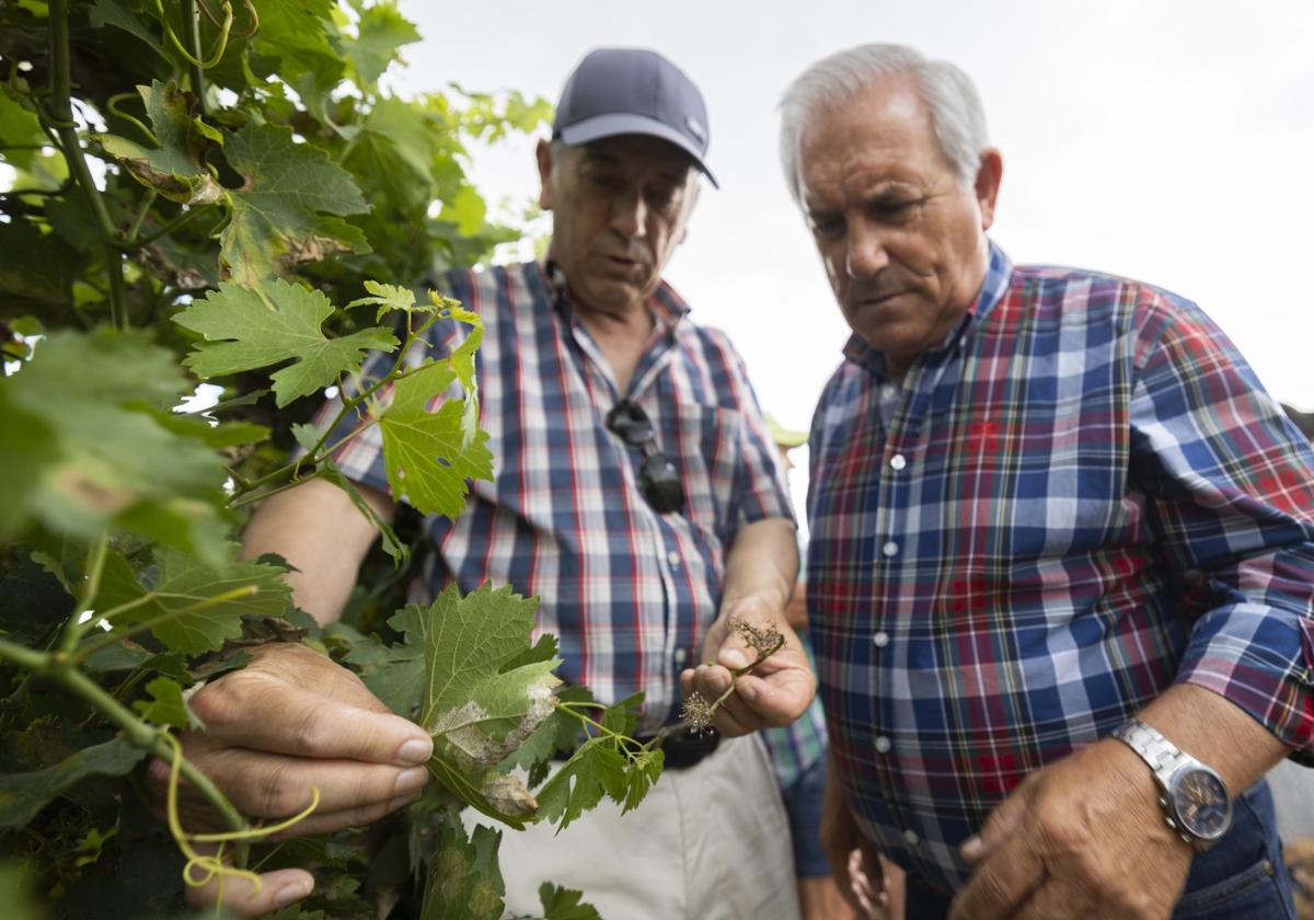 Viticultores examinan una hoja de vid afectada por el mildiu.