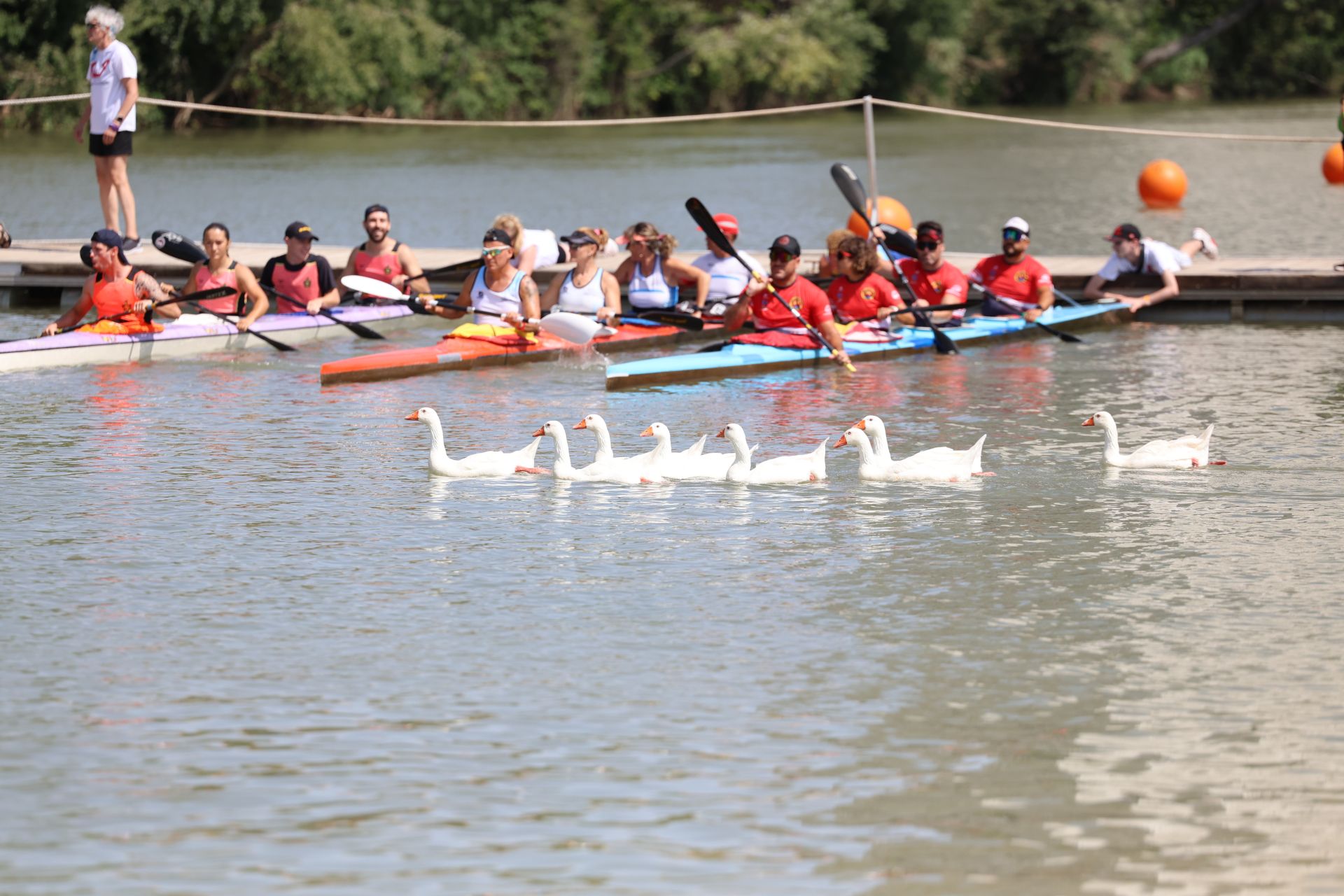 Las imágenes de la Regata Internacional K4 celebrada en aguas del Pisuerga