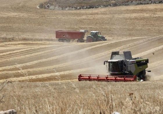 La cosecha arranca con una media prevista de unos 4.500 kilos por hectárea