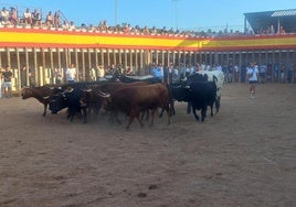 Toros y bueyes, en la plaza de toros.