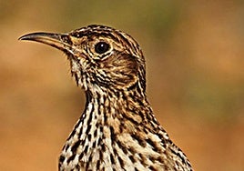 Ejemplar de alondra ricotí.