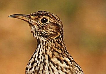 Ecologistas en Acción pide sancionar como falta muy grave a un agricultor por destruir el hábitat de la alondra ricotí