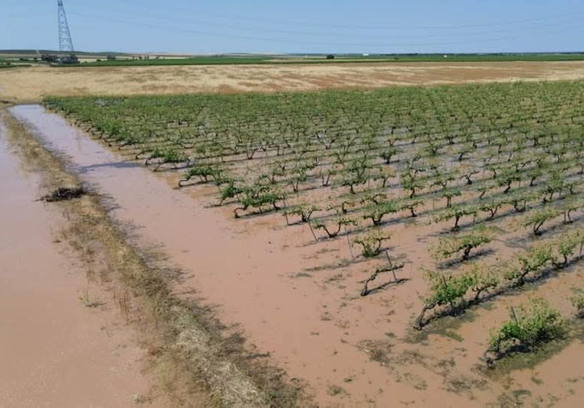 Viñedos de la comarca de Medina anegados de agua, el pasado viernes.