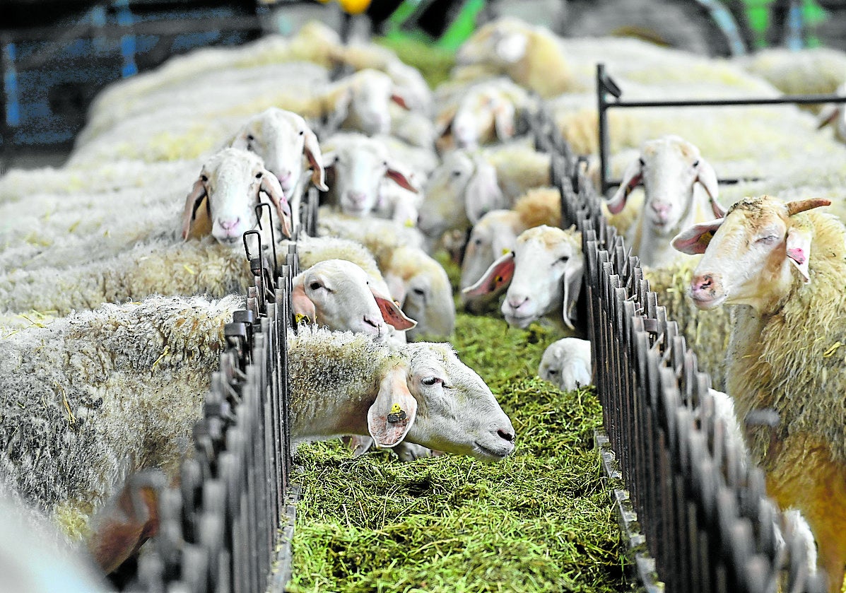 UCCL reclama mejoras urgentes para el ovino y caprino de leche