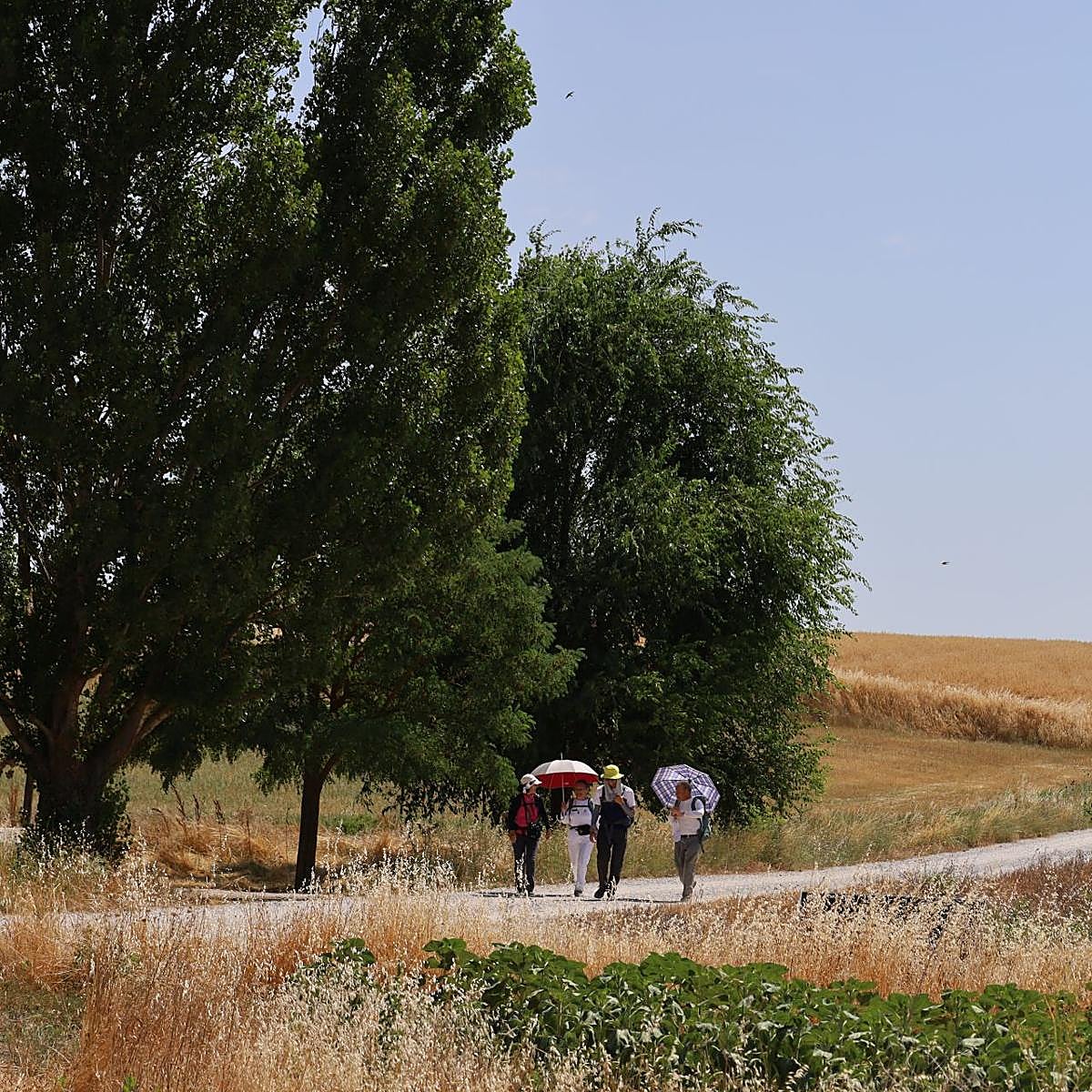 Varios peregrinos transitan por el tramo del Camino de Santiago próximo a Calzadilla de la Cueza.