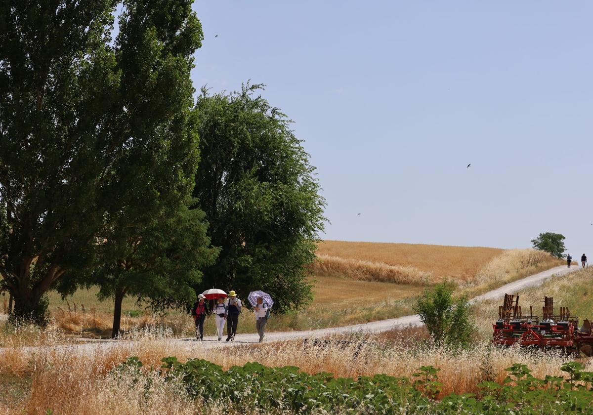 Varios peregrinos transitan por el tramo del Camino de Santiago próximo a Calzadilla de la Cueza.