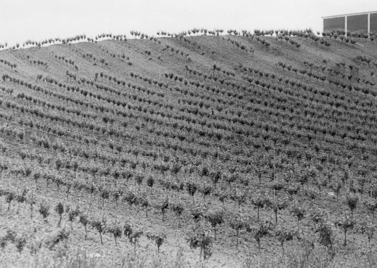Campo de viñedos. 1 de enero de 1990.