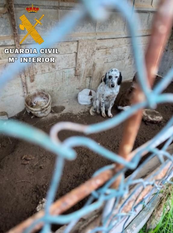El rescate de 23 perros maltratados, en imágenes