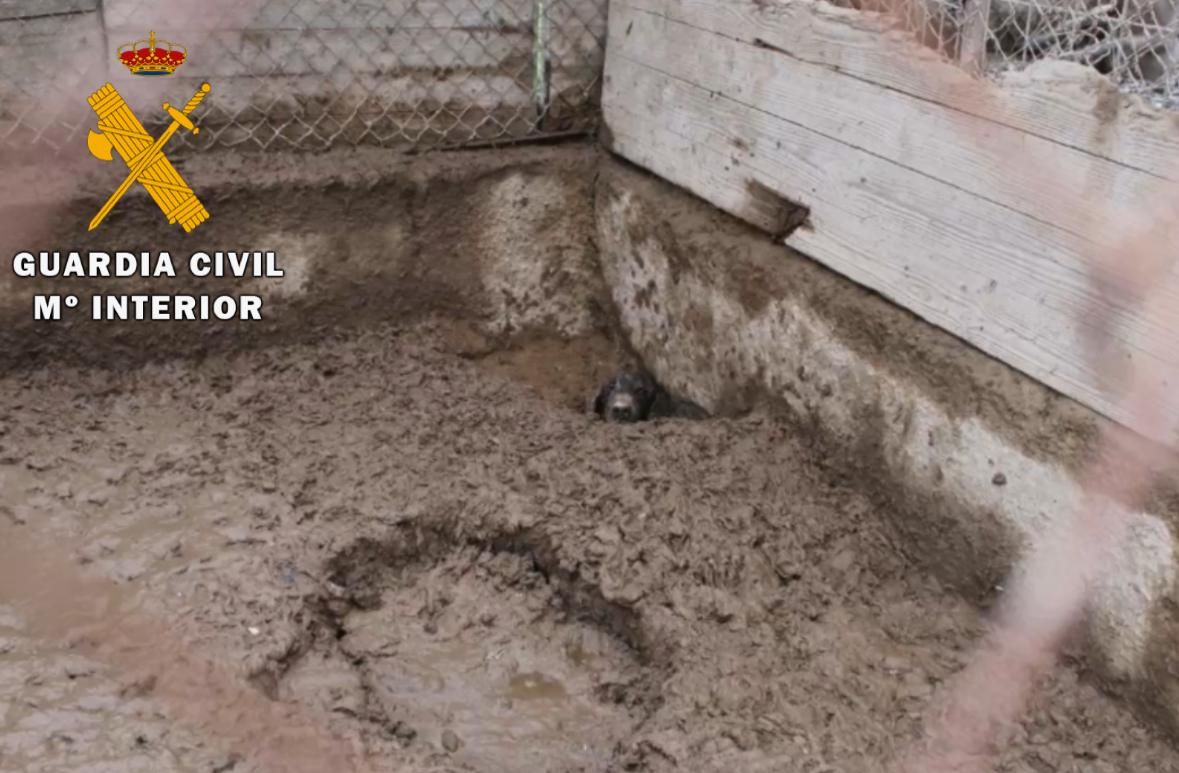 El rescate de 23 perros maltratados, en imágenes