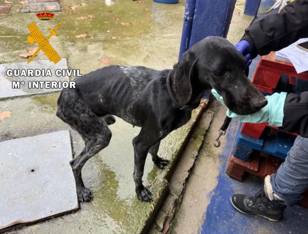 El rescate de 23 perros maltratados, en imágenes