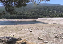 Ganado vacuno junto a la presa de El Tejo tras el segundo vaciado.