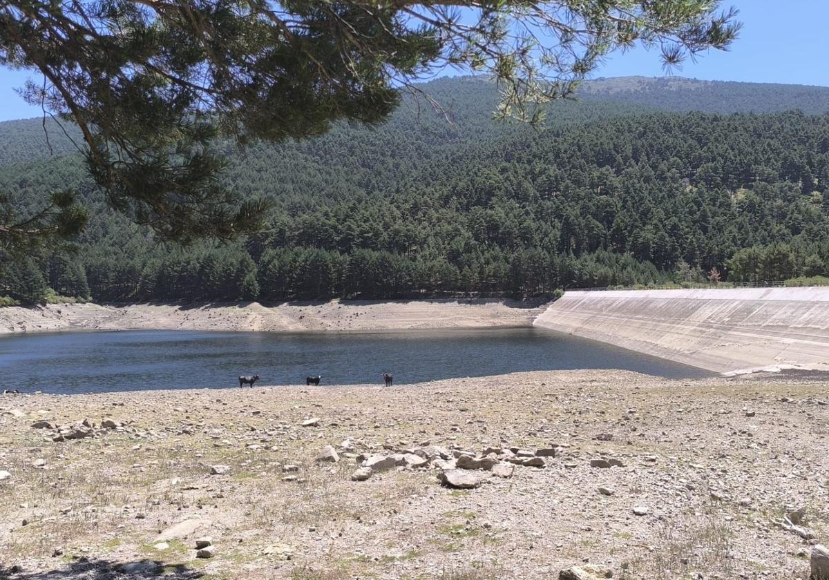 Ganado vacuno junto a la presa de El Tejo tras el segundo vaciado.