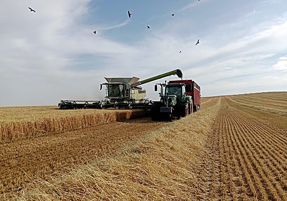 Labores de cosecha en la localidad vallisoletana de Pollos.
