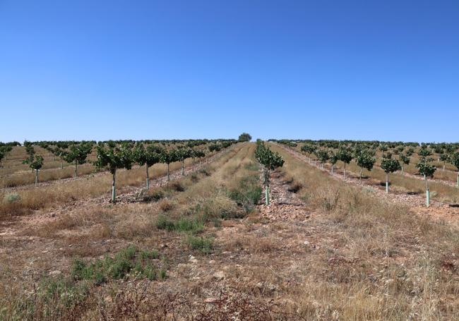 En estos 50 años ha cambiado la fisonomía de la Parcela 21, que ahora está sembrada de pistachos