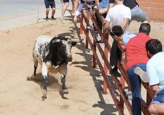 Uno de los toros se acerca a la talanquera.