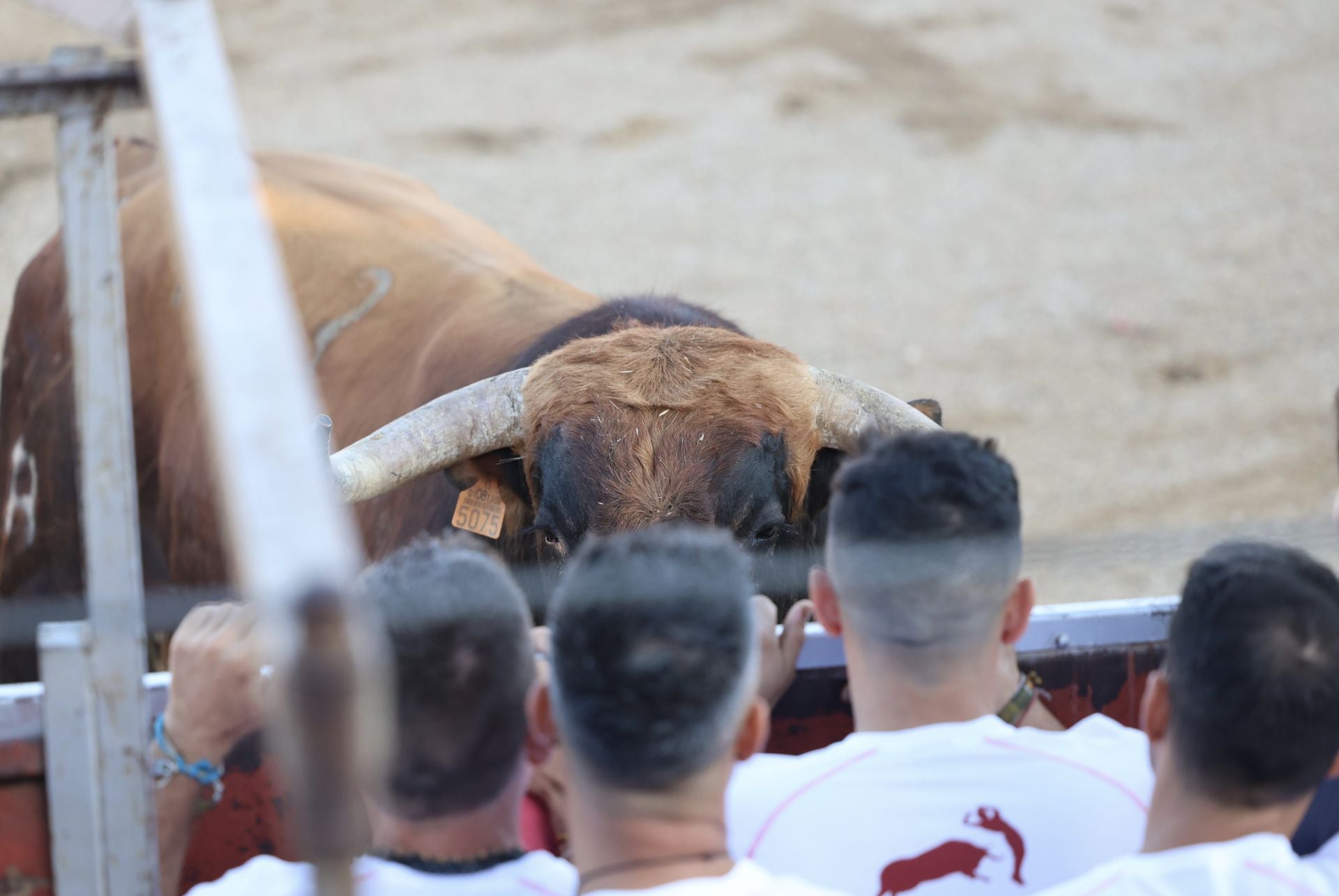 Las imágenes del concurso de cortes en Cigales