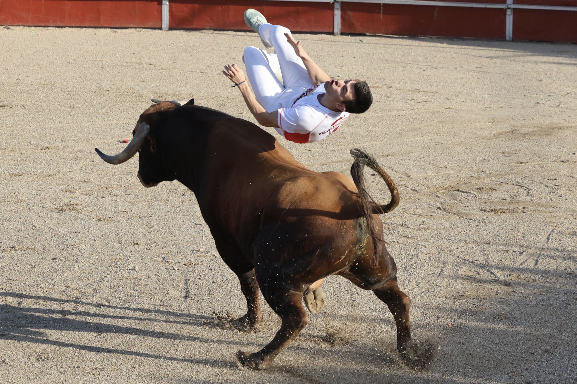 Las imágenes del concurso de cortes en Cigales