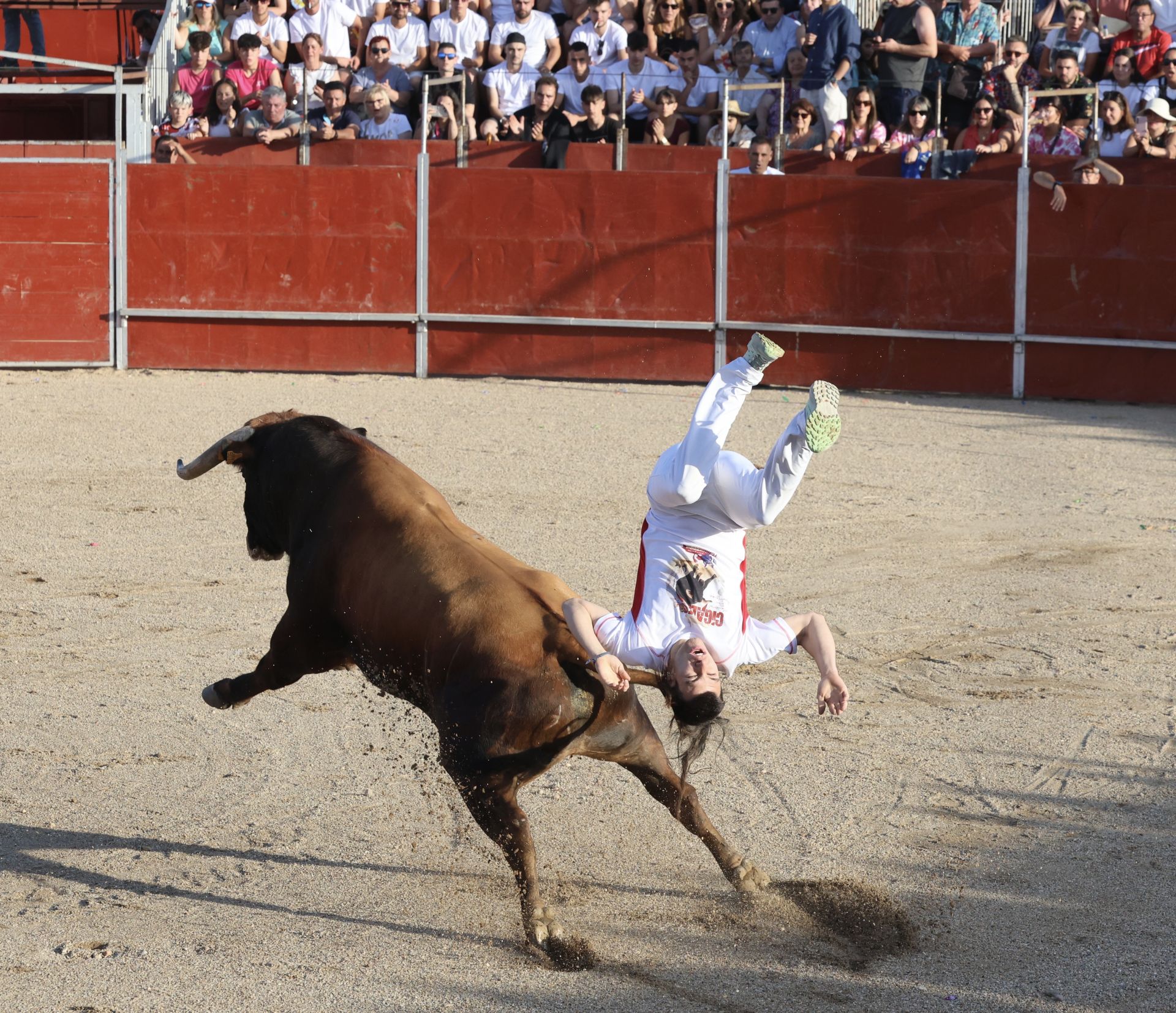 Las imágenes del concurso de cortes en Cigales