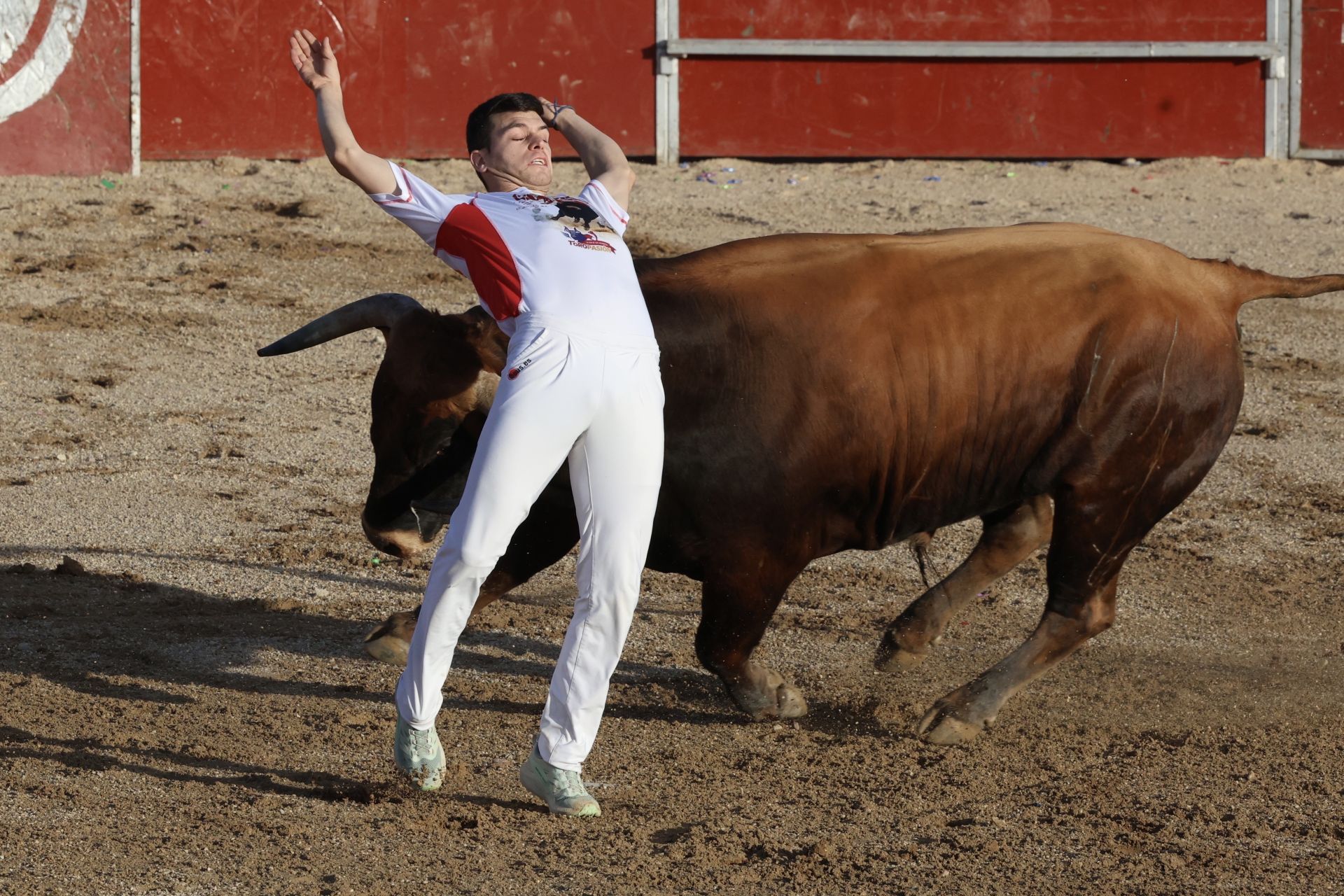 Las imágenes del concurso de cortes en Cigales