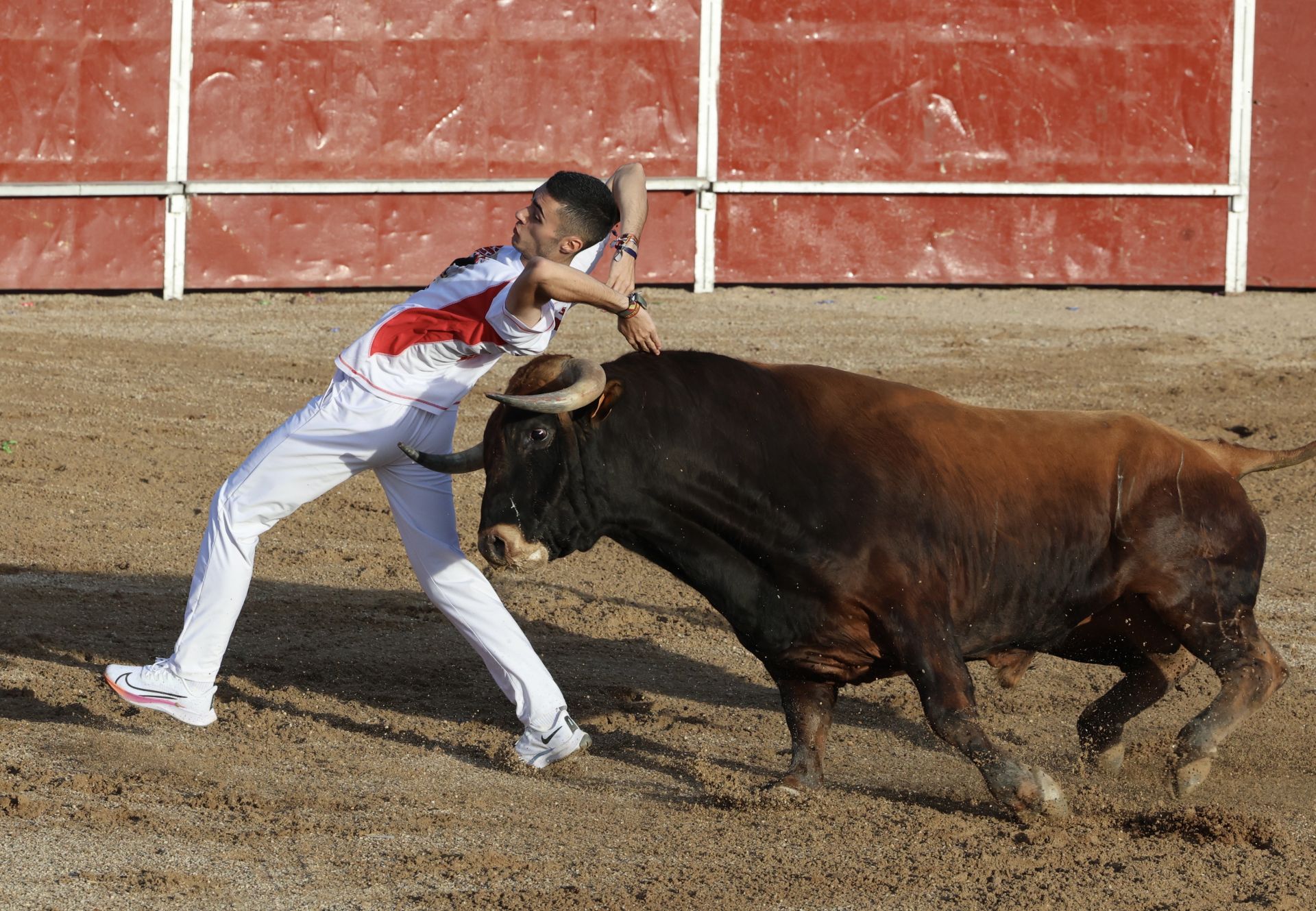 Las imágenes del concurso de cortes en Cigales