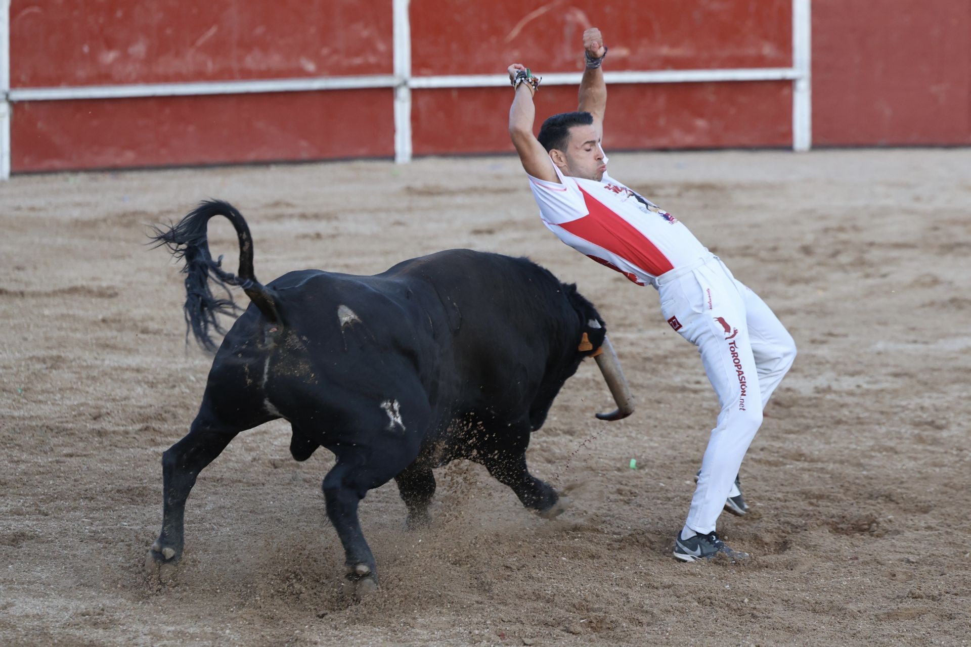 Las imágenes del concurso de cortes en Cigales