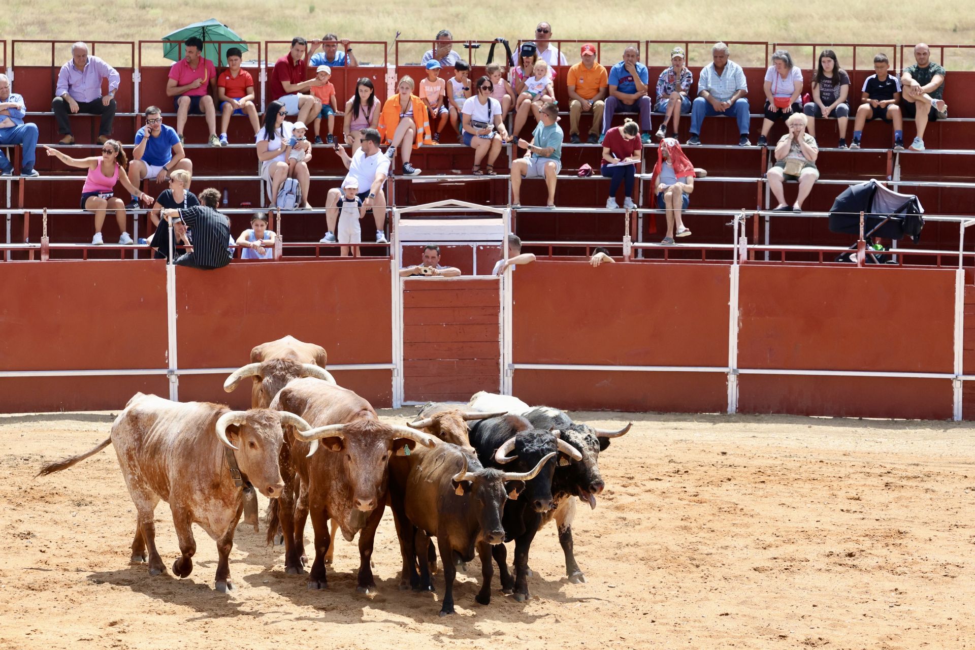 Encierro en las fiestas de Matapozuelos