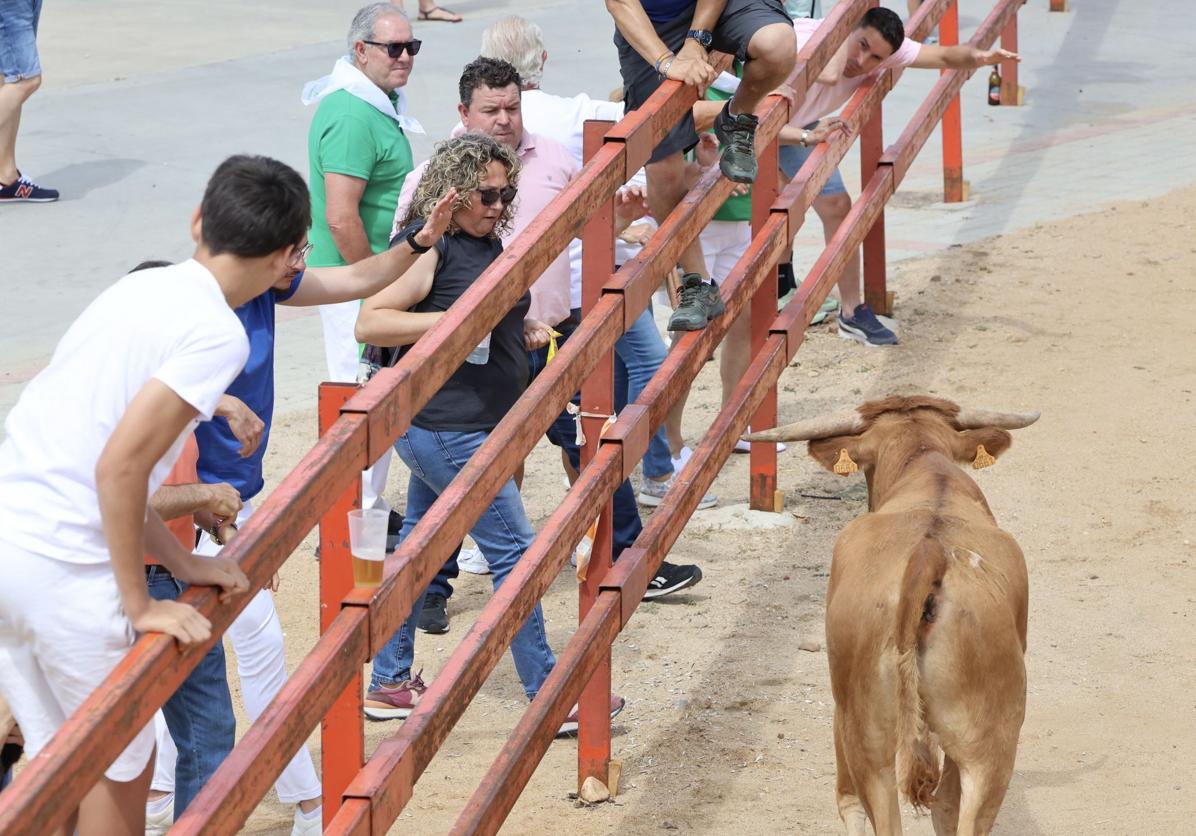 Encierro en las fiestas de Matapozuelos
