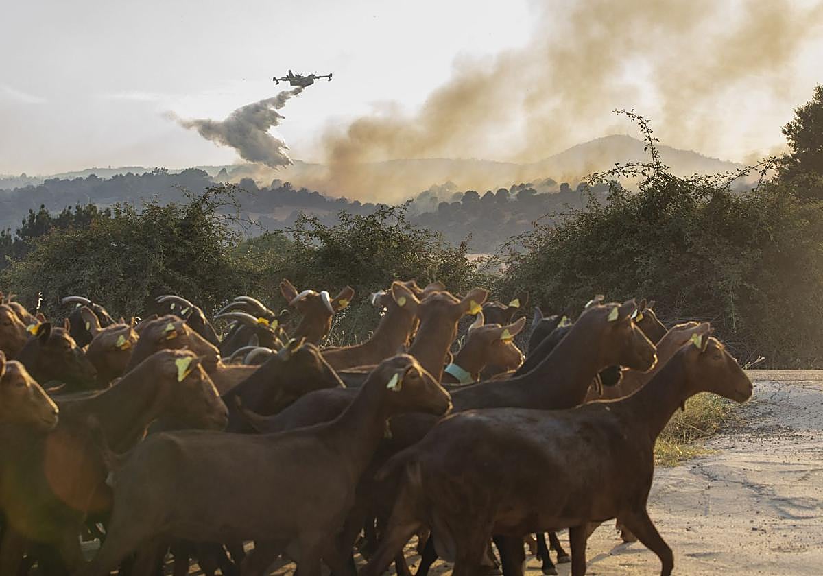 Imágenes del incendio de Navaluenga y los trabajos de extinción