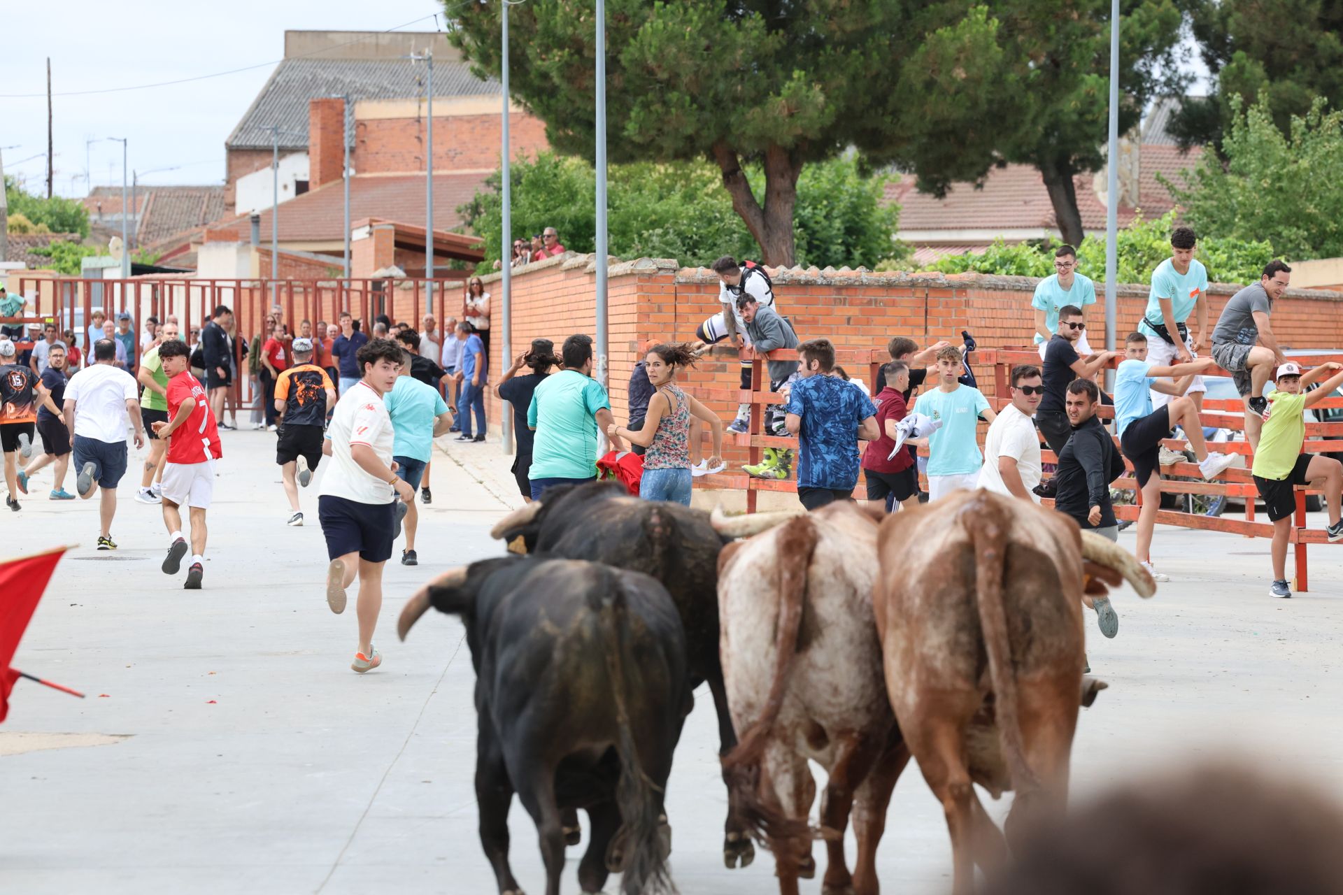 Encierro del domingo en las fiestas de Matapozuelos