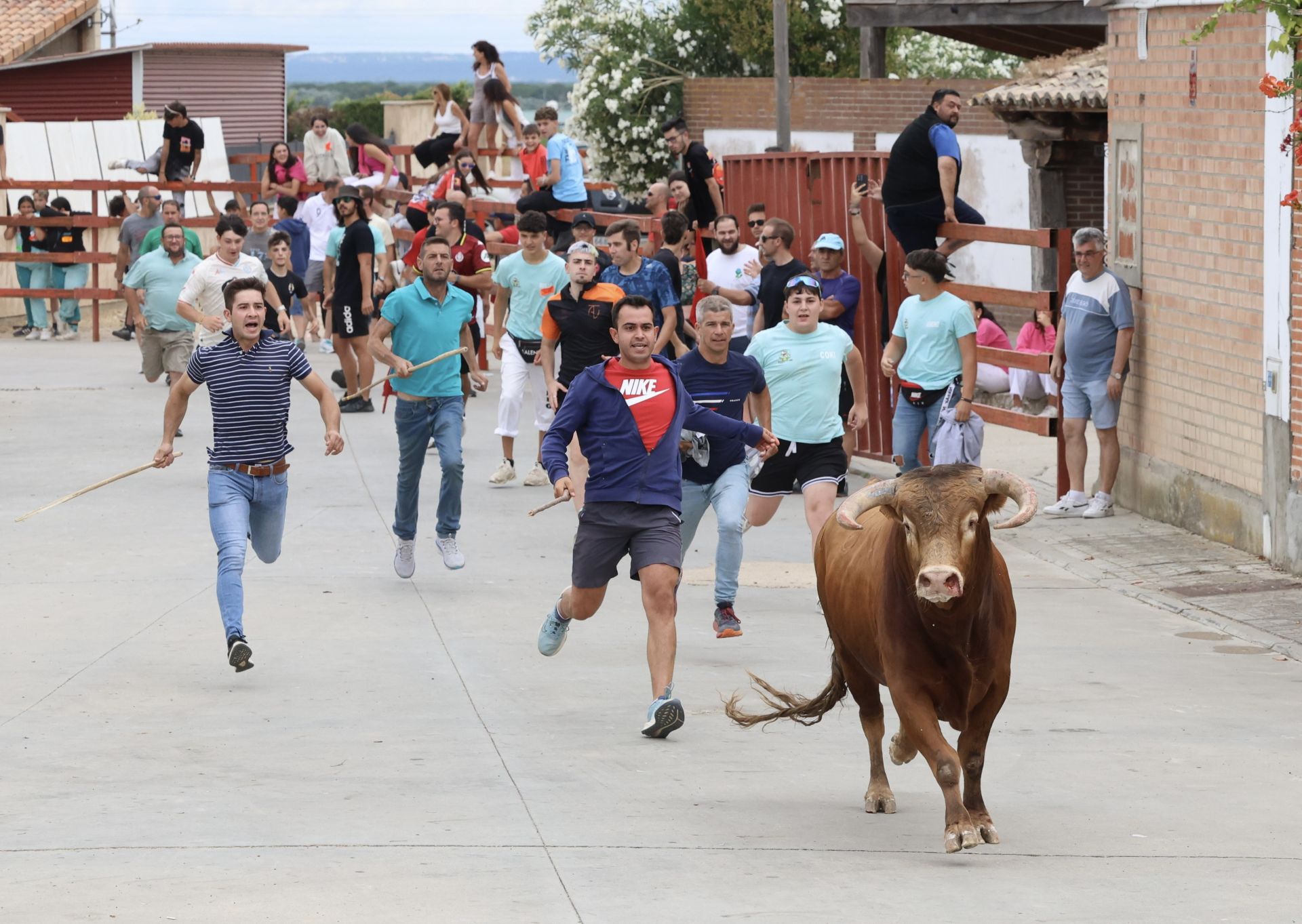 Encierro del domingo en las fiestas de Matapozuelos