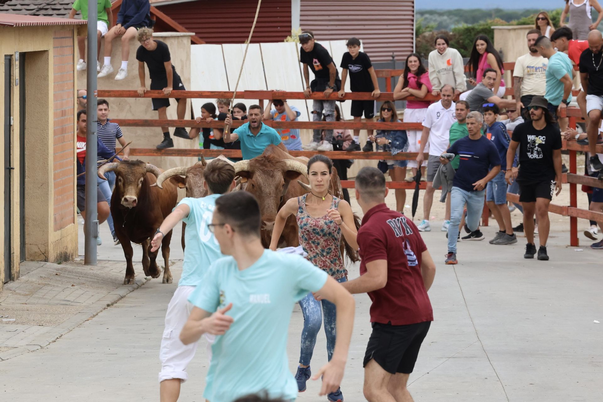 Encierro del domingo en las fiestas de Matapozuelos