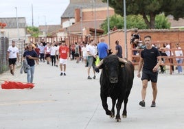 Encierro del domingo en las fiestas de Matapozuelos