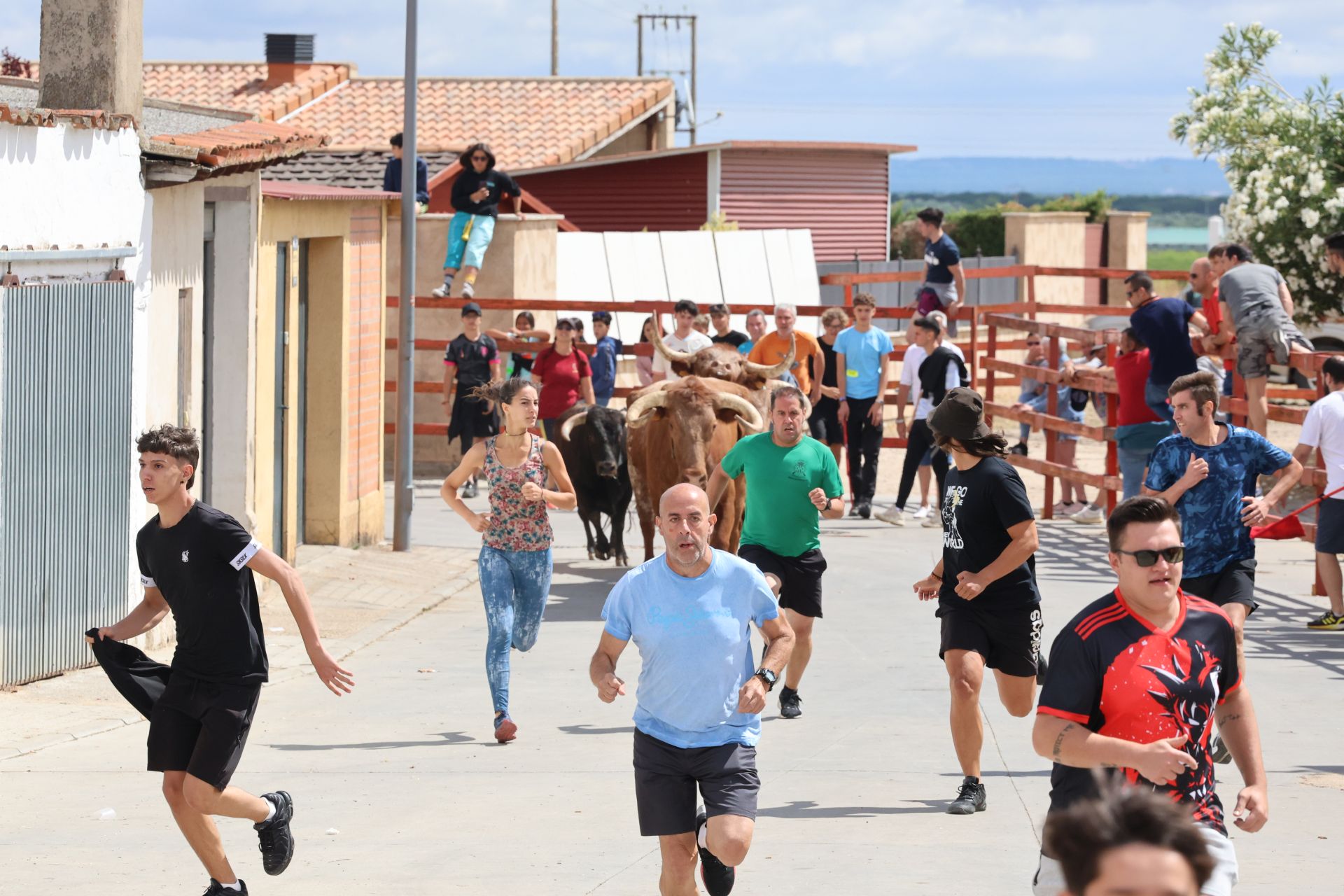 Encierro del domingo en las fiestas de Matapozuelos