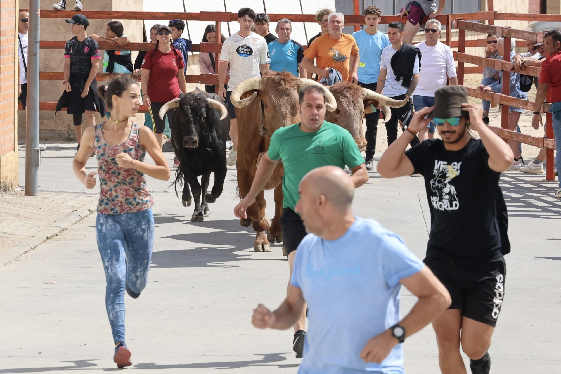 Encierro del domingo en las fiestas de Matapozuelos