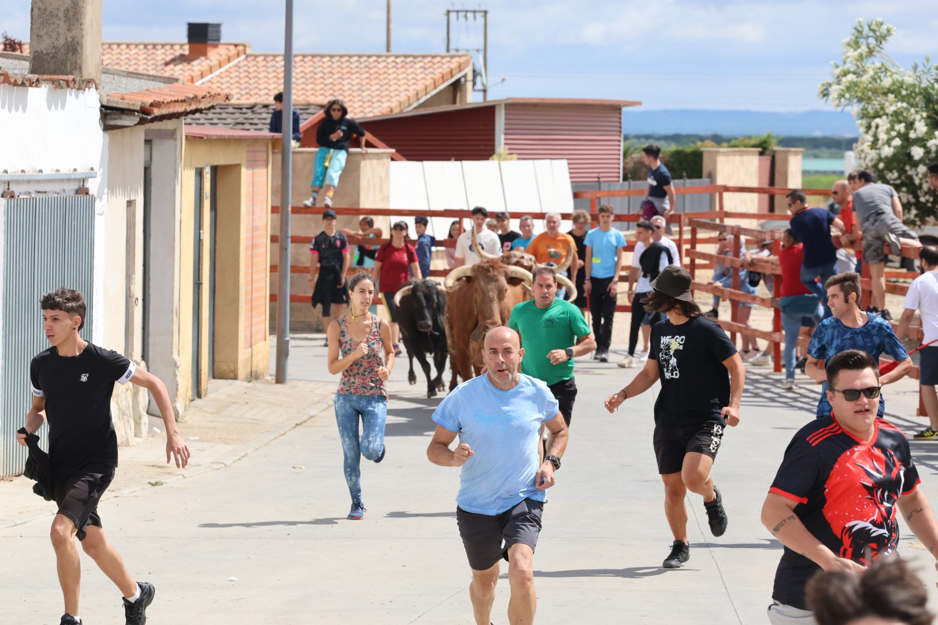 Los participantes corren delante de los astados en el encierro de la mañana del domingo en Matapozuelos.