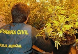 Un agente de la Guardia Civil supervisa la incautación de varias plantas de marihuana.