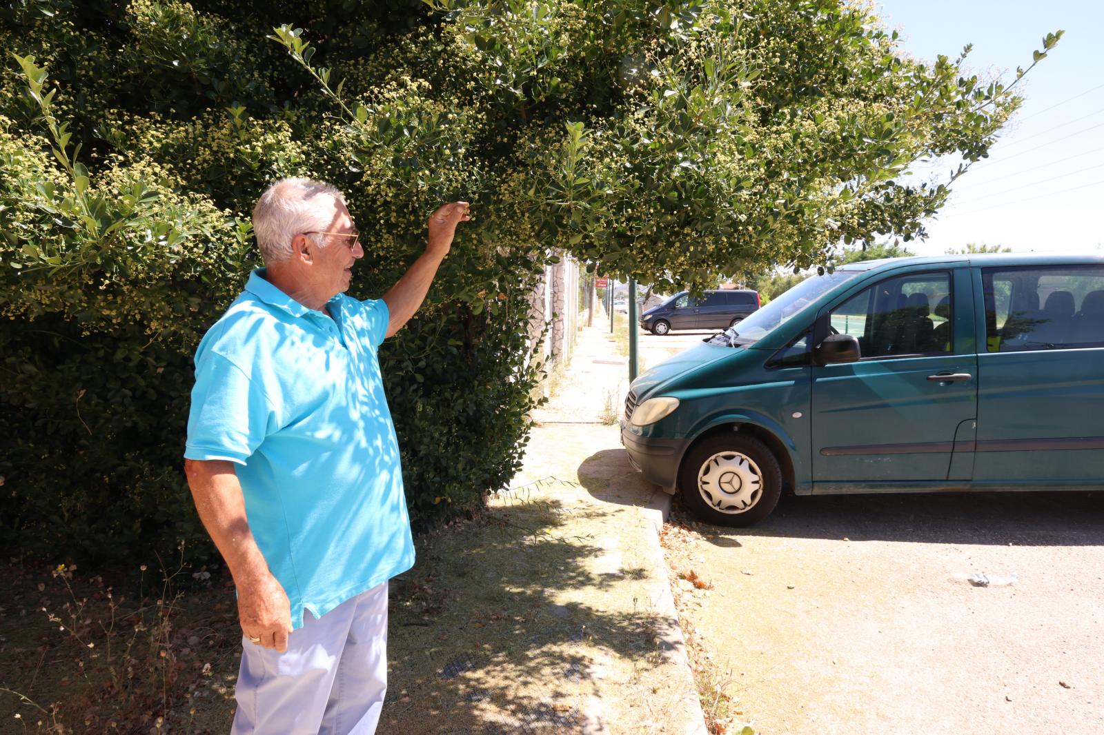 Antonio López levanta los arbustos que invaden la acera.