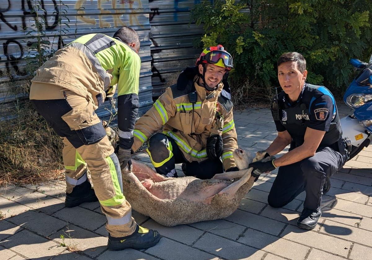 Bomberos y un policía local sujetan a la oveja antes de trasladarla al Centro de Recuperación de Animales.