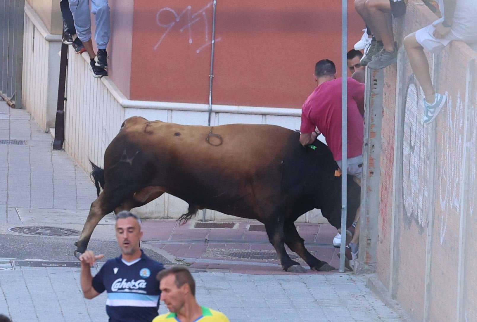 El toro del Fogato de Tudela, en imágenes