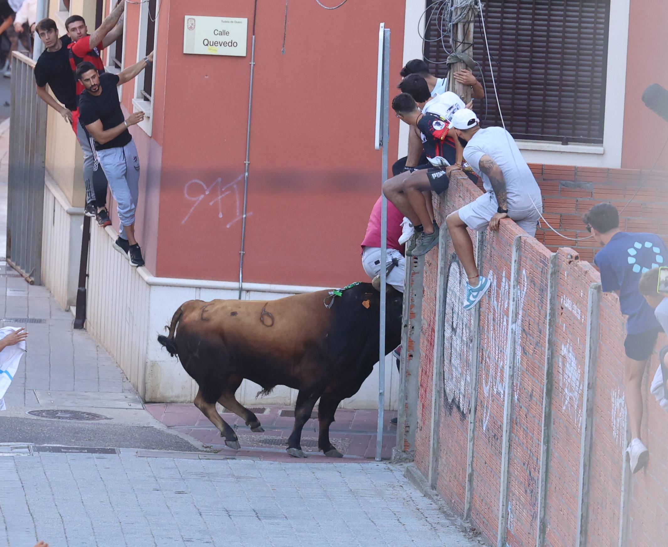 El toro del Fogato de Tudela, en imágenes
